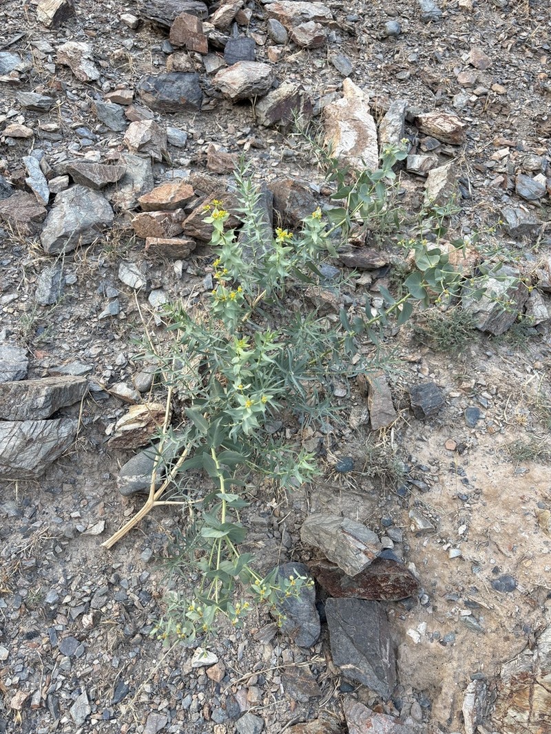 Euphorbia alaica