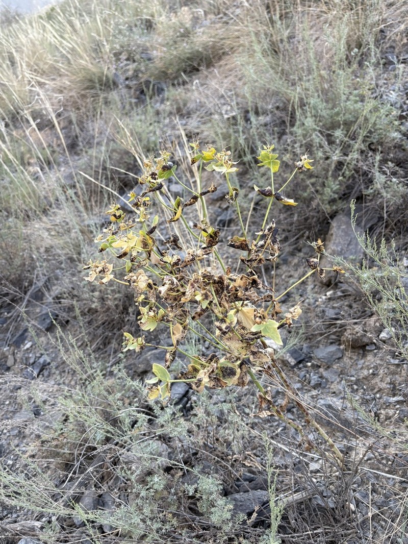 Euphorbia alaica photo 3