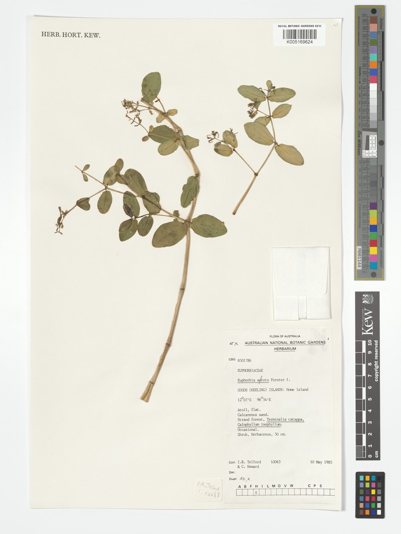 Euphorbia alata