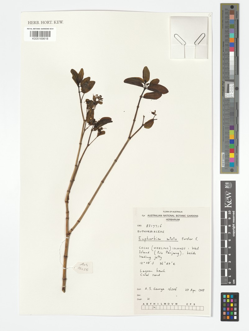 Euphorbia alata photo 2