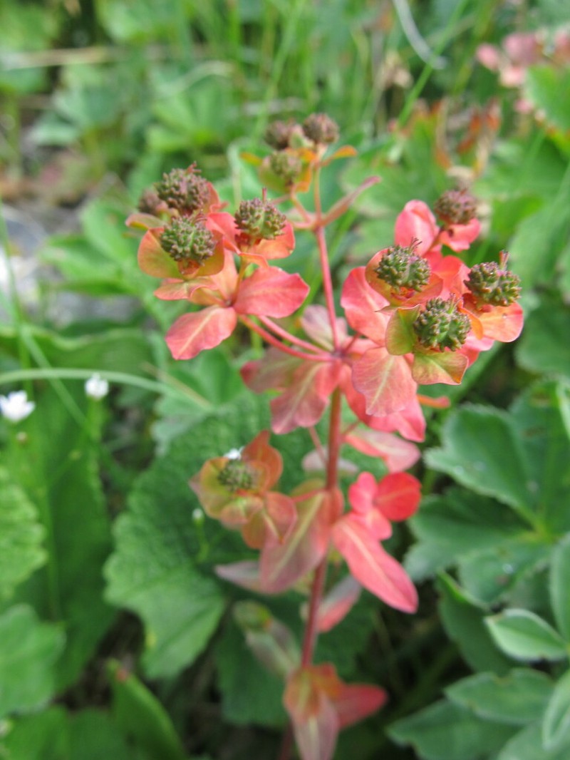 Euphorbia alatavica