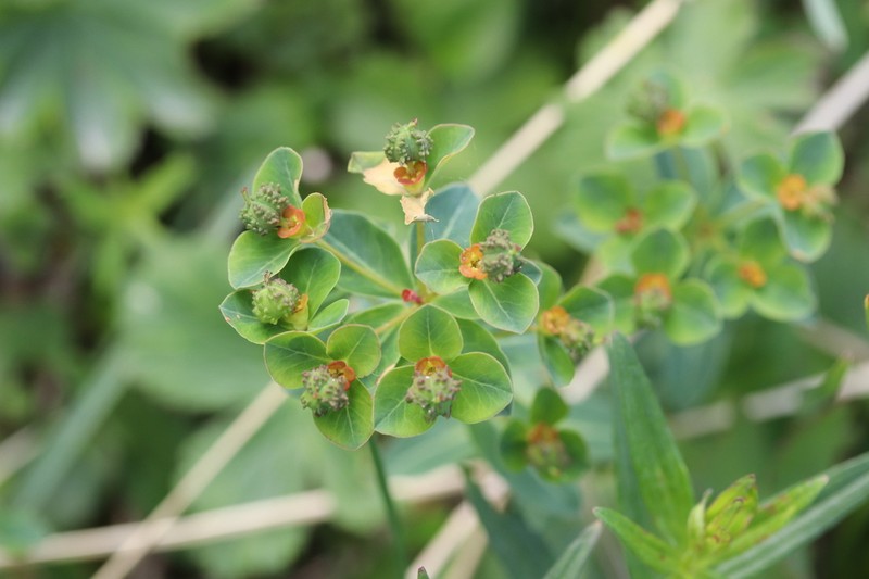 Euphorbia alatavica photo 2