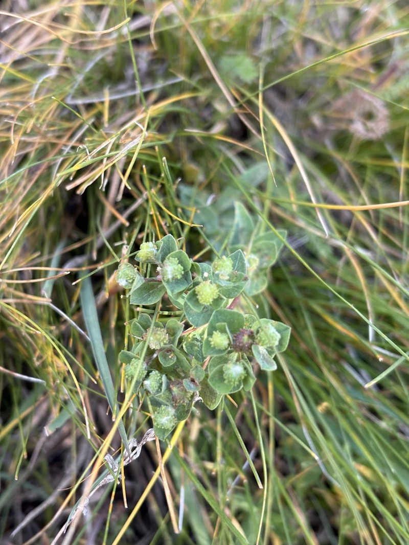 Euphorbia alatavica photo 3