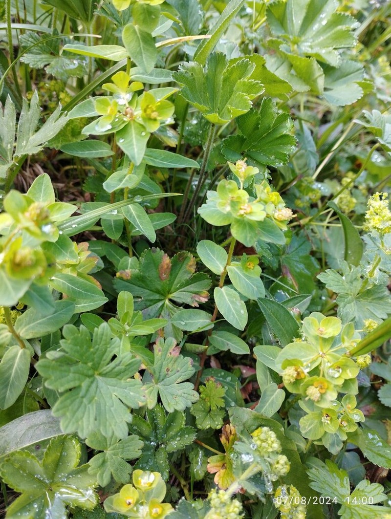 Euphorbia alatavica photo 4