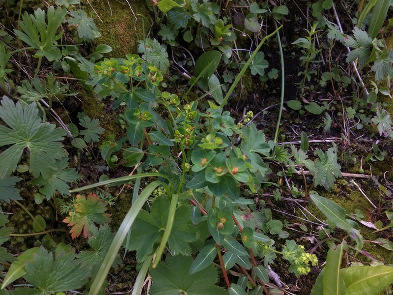 Euphorbia alatavica photo 5