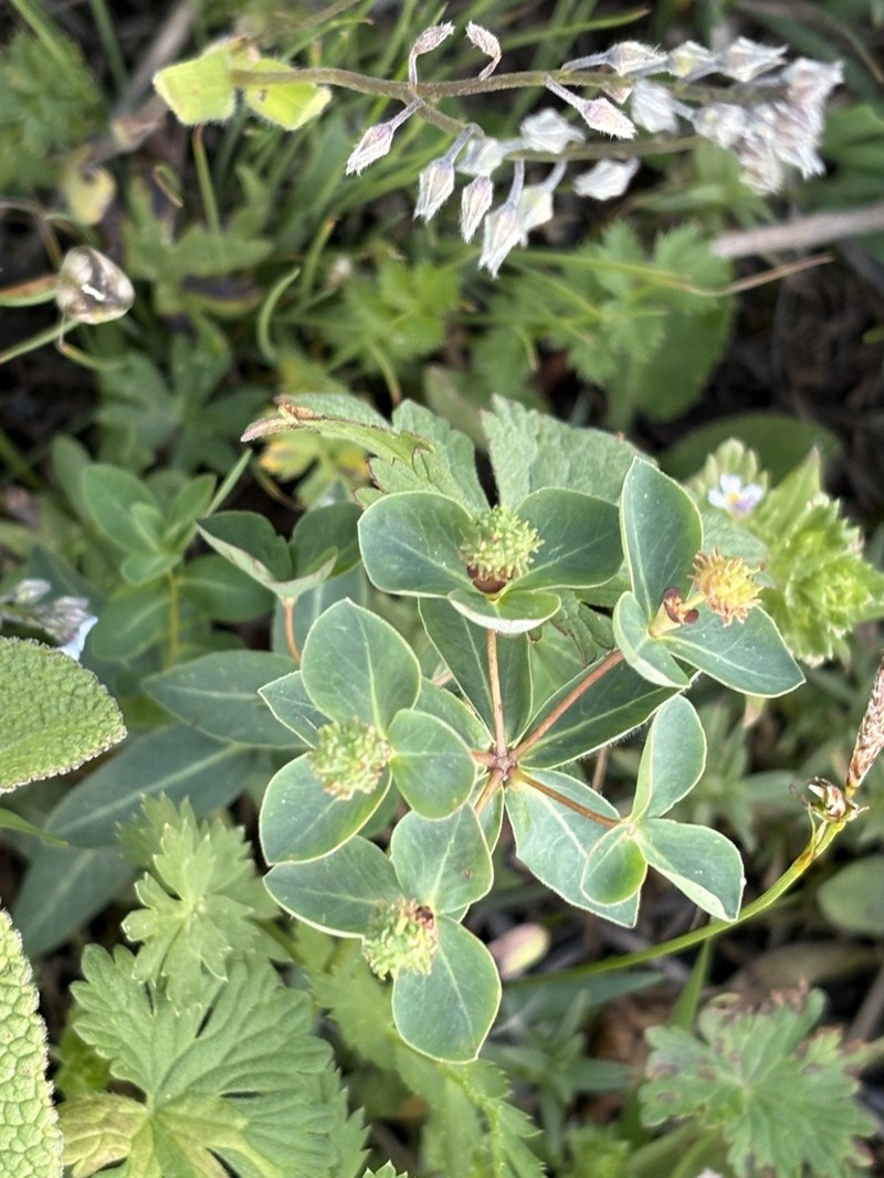 Euphorbia alatavica photo 6
