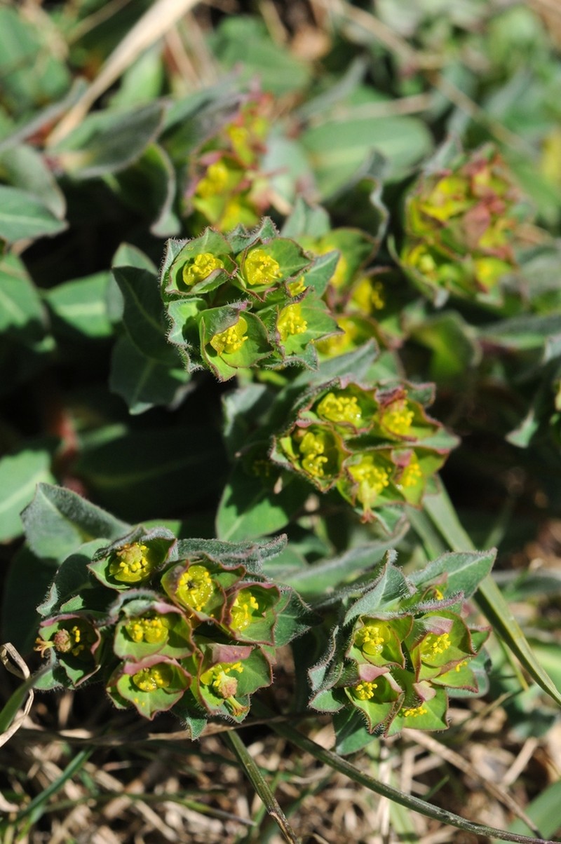 Euphorbia alatavica photo 7