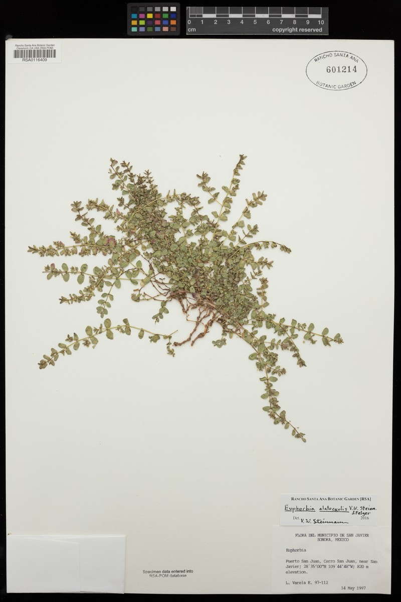 Euphorbia alatocaulis