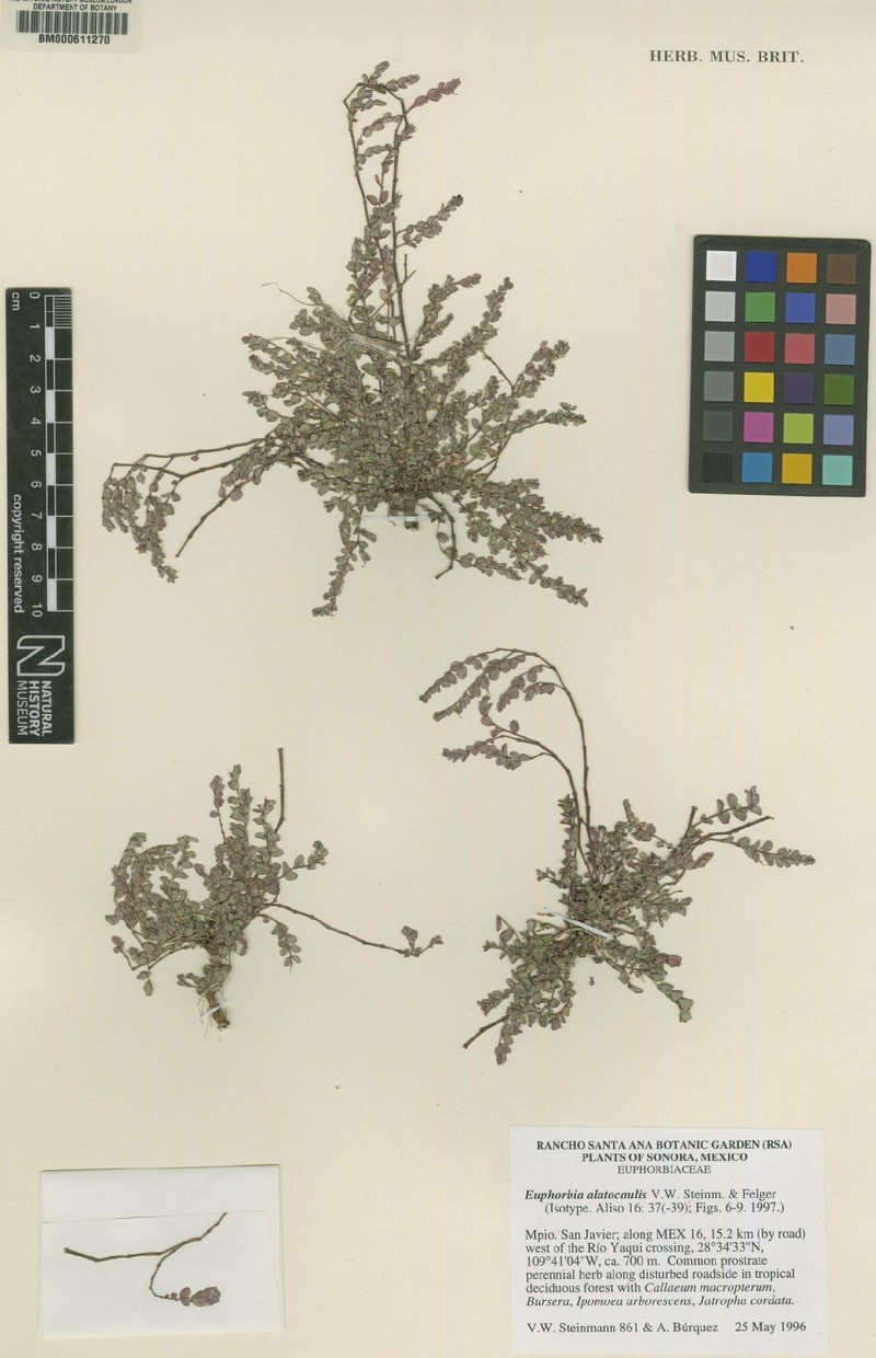 Euphorbia alatocaulis photo 3