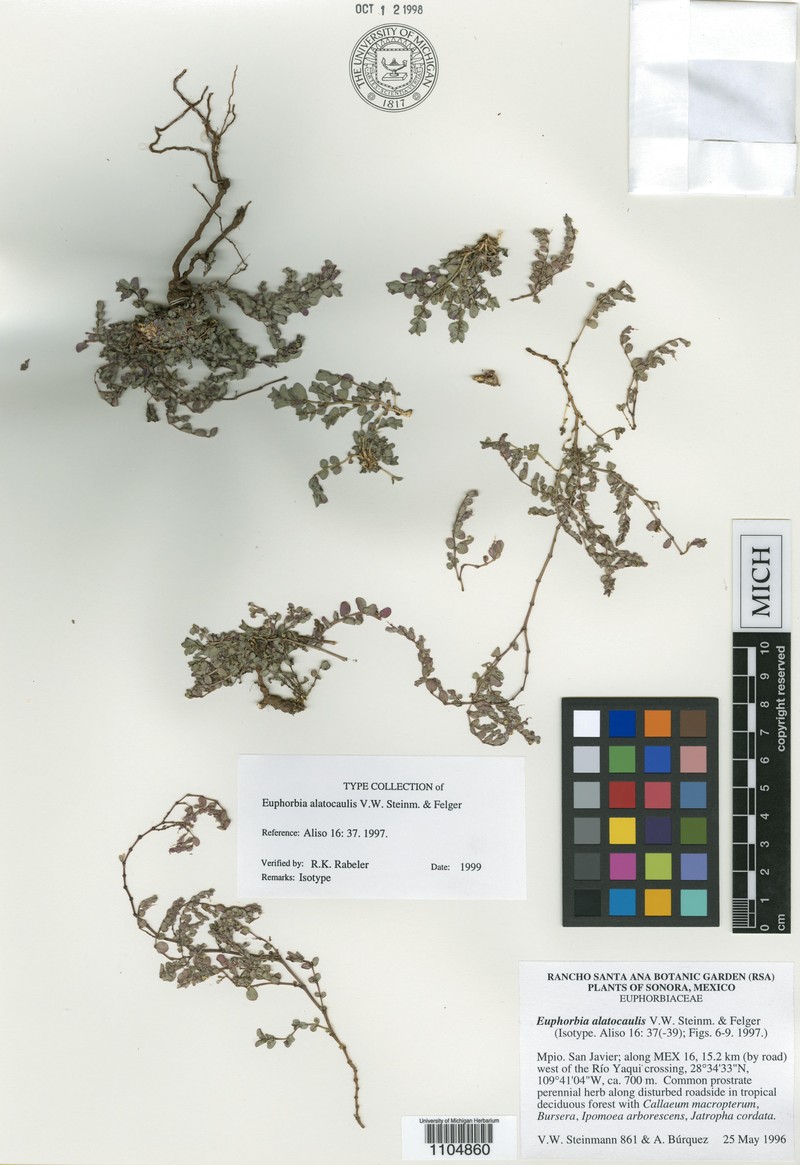 Euphorbia alatocaulis photo 4