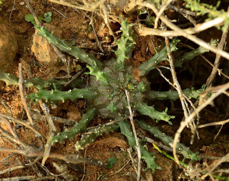 Euphorbia albipollinifera photo 2