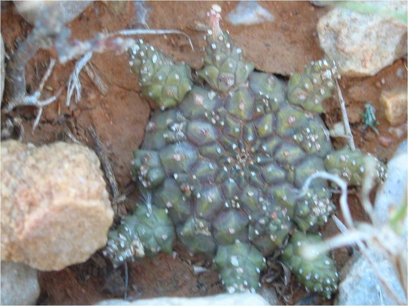 Euphorbia albipollinifera photo 3