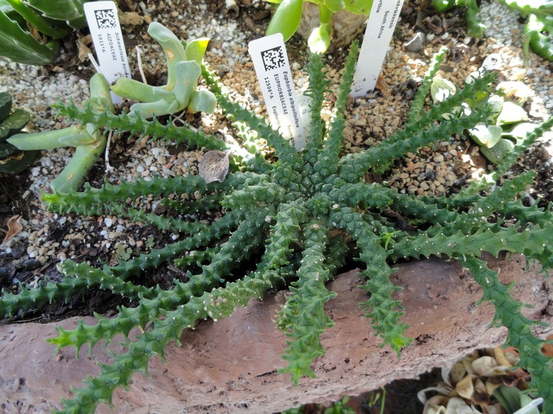 Euphorbia albipollinifera