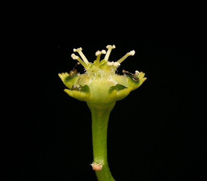 Euphorbia albipollinifera photo 5