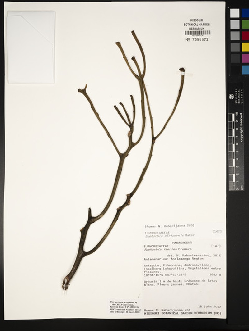 Euphorbia alcicornis