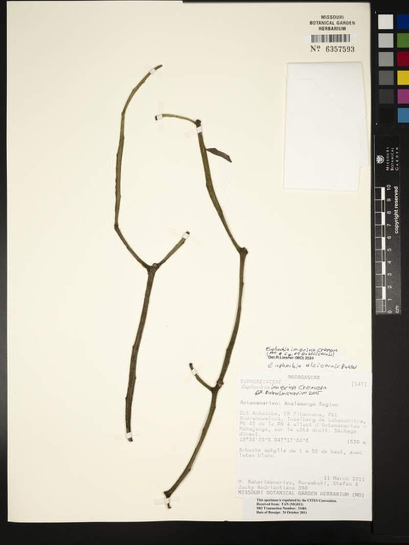 Euphorbia alcicornis photo 2