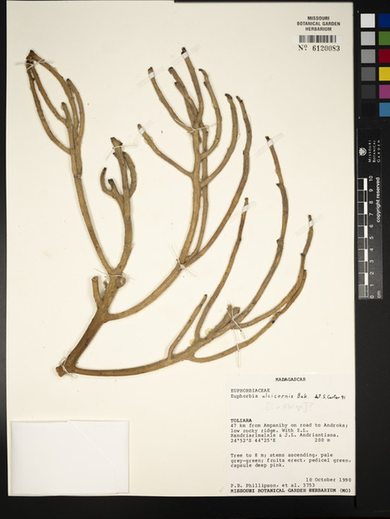 Euphorbia alcicornis photo 3