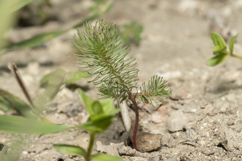 Euphorbia aleppica
