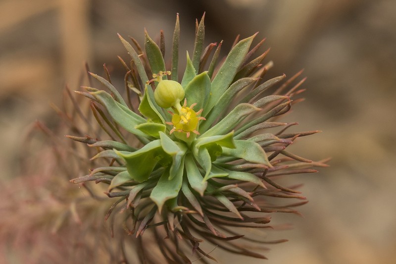 Euphorbia aleppica photo 2
