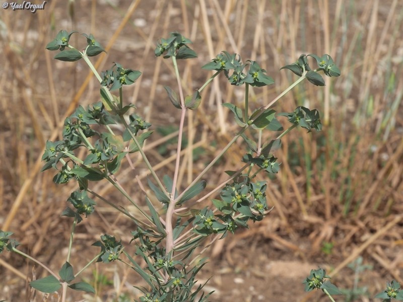 Euphorbia aleppica photo 4