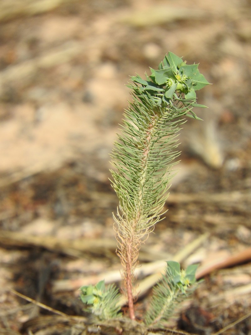Euphorbia aleppica photo 5