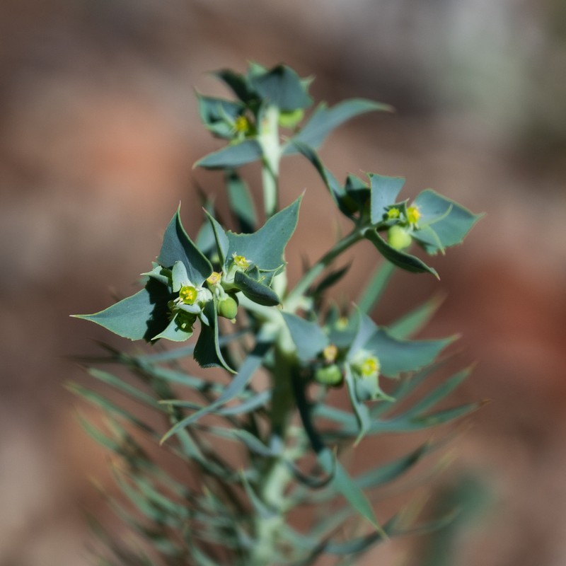 Euphorbia aleppica photo 6