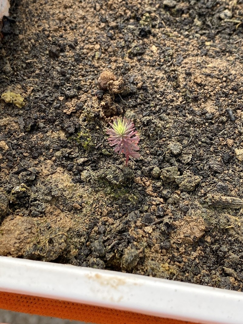 Euphorbia aleppica photo 7