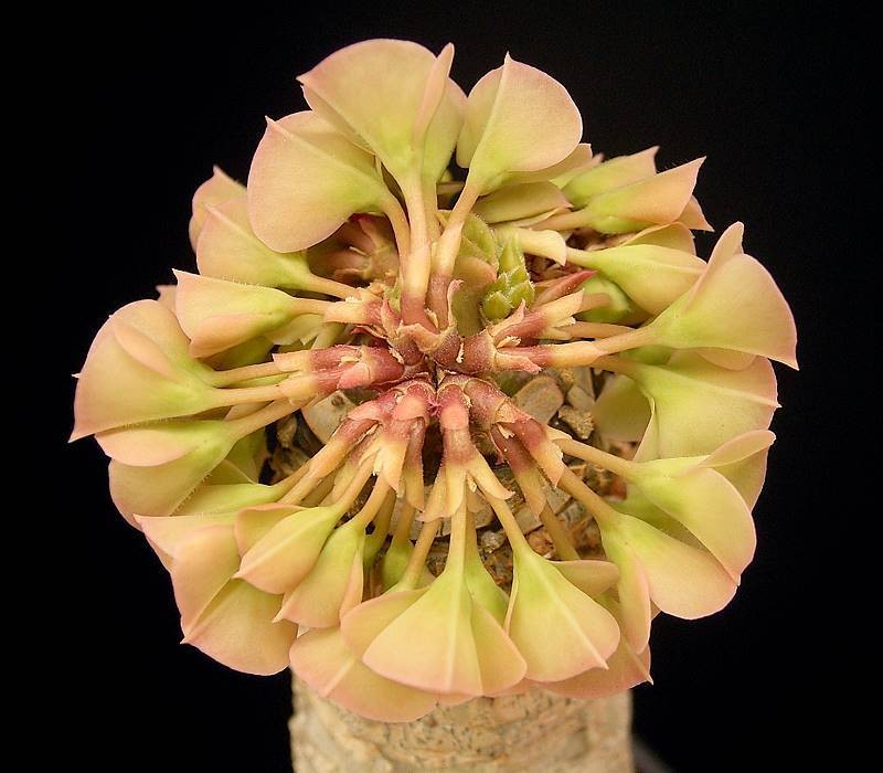 Euphorbia alfredii