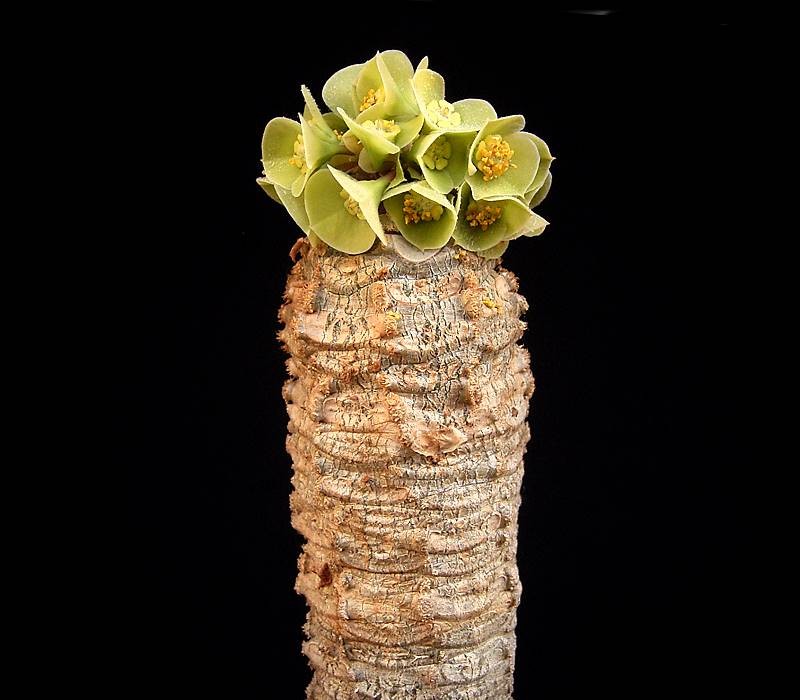 Euphorbia alfredii photo 2