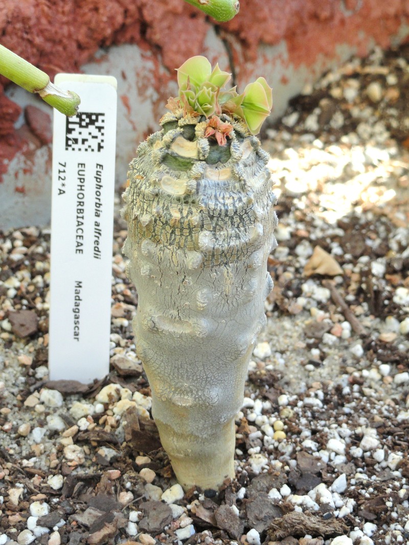 Euphorbia alfredii photo 3