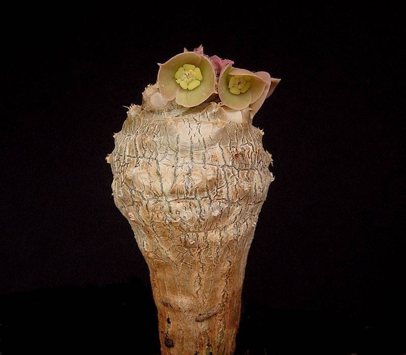Euphorbia alfredii photo 4