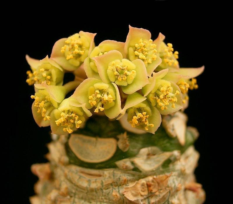 Euphorbia alfredii photo 5