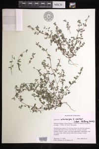 Euphorbia allocarpa