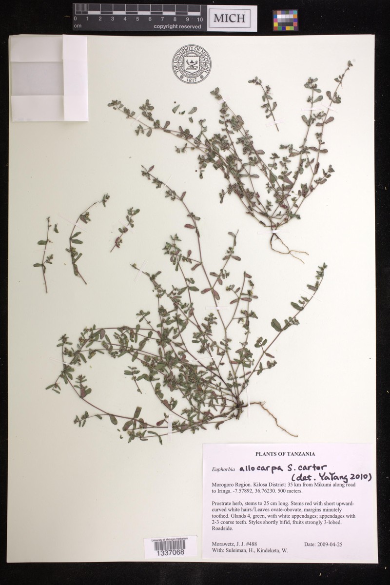 Euphorbia allocarpa