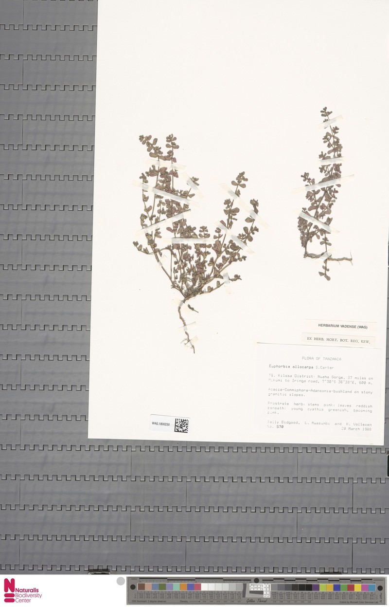 Euphorbia allocarpa photo 8