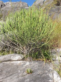 Euphorbia alluaudii