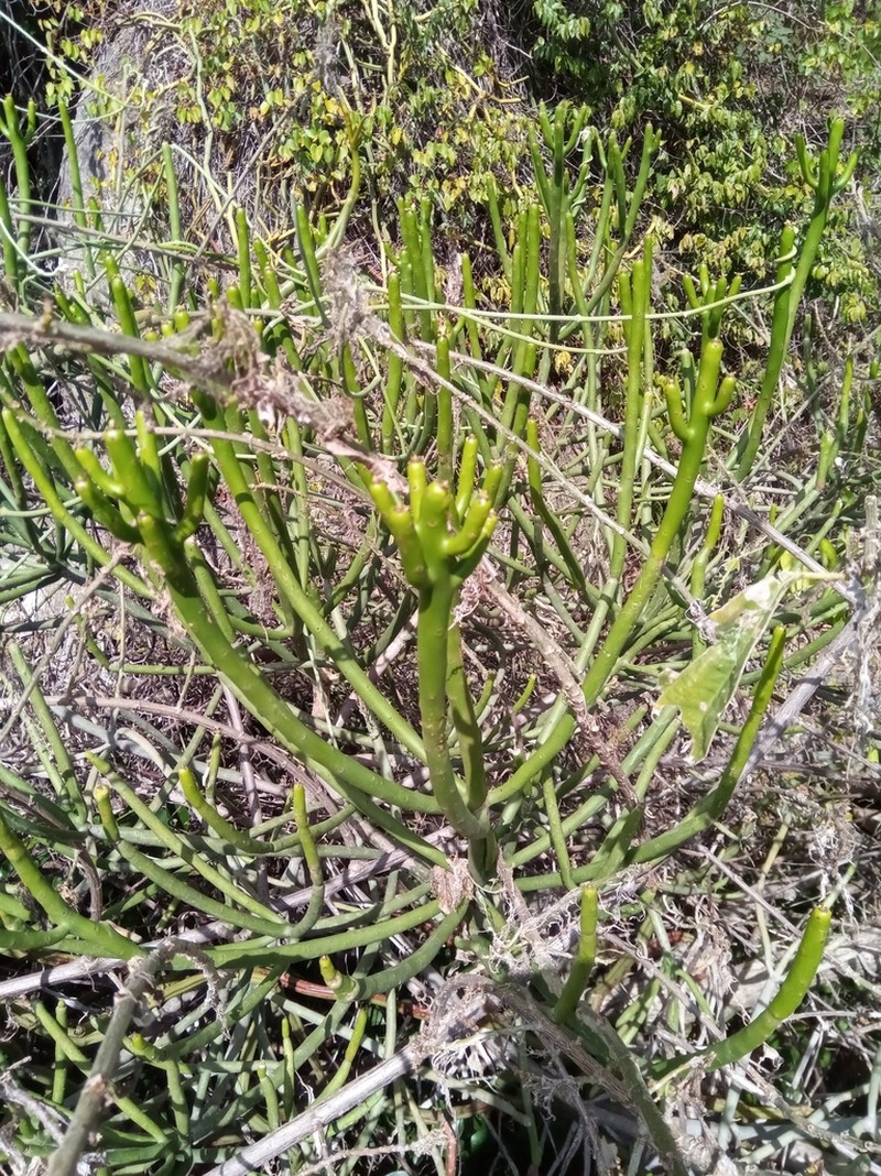 Euphorbia alluaudii photo 2