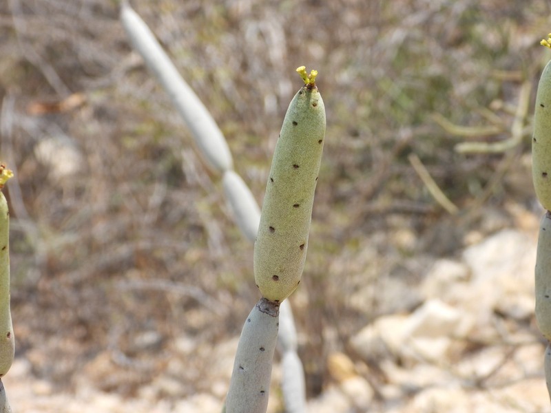 Euphorbia alluaudii photo 3