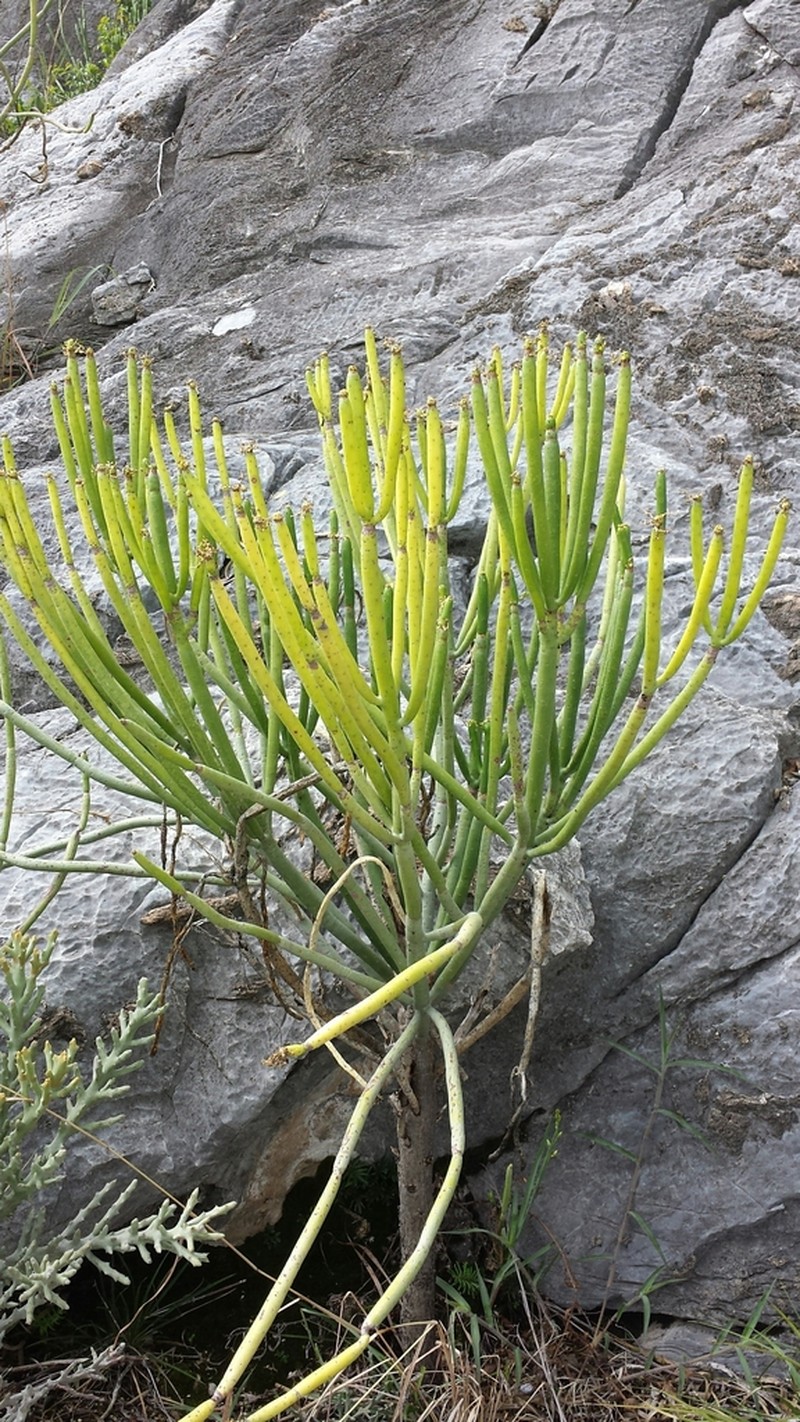 Euphorbia alluaudii photo 4