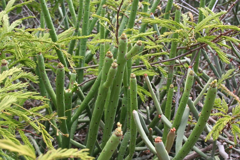 Euphorbia alluaudii photo 5