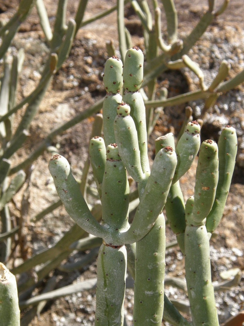 Euphorbia alluaudii photo 7