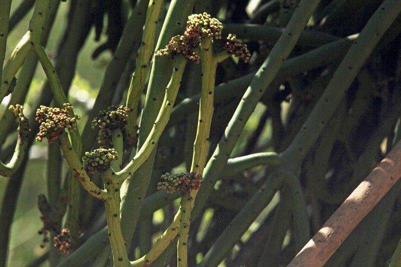 Euphorbia alluaudii subsp. alluaudii