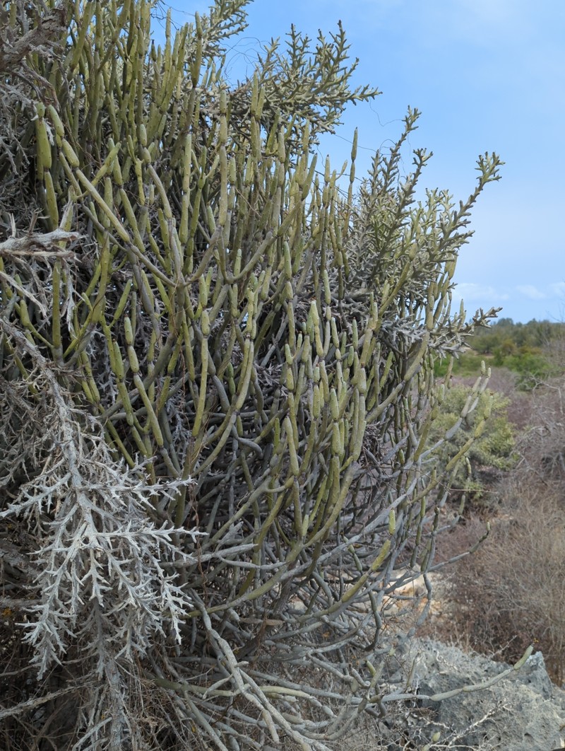 Euphorbia alluaudii subsp. alluaudii photo 2