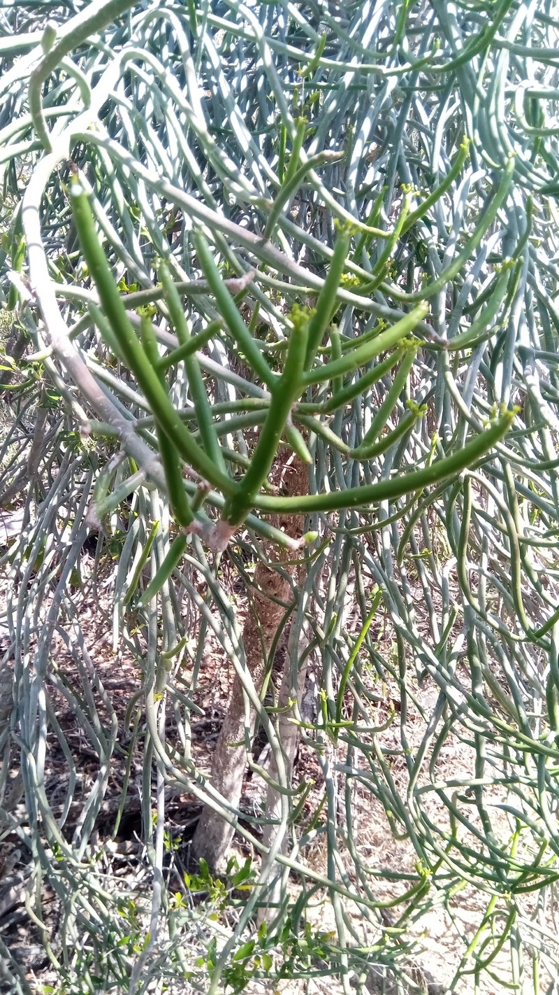 Euphorbia alluaudii subsp. alluaudii photo 3