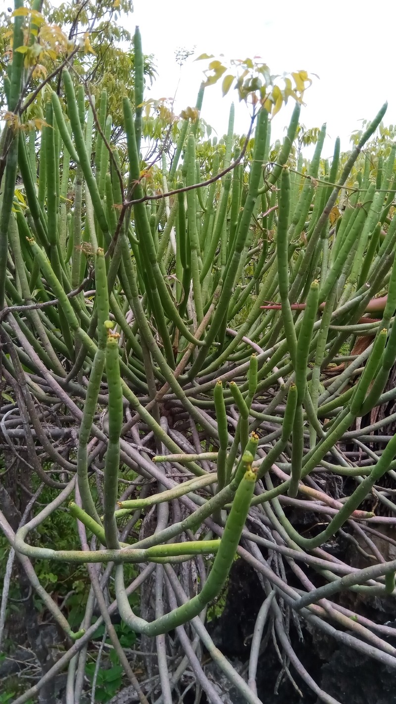 Euphorbia alluaudii subsp. alluaudii photo 4
