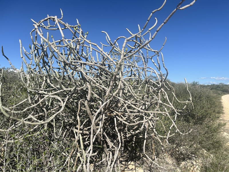 Euphorbia alluaudii subsp. oncoclada