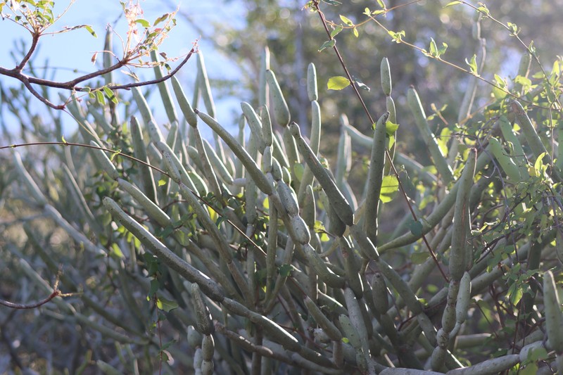 Euphorbia alluaudii subsp. oncoclada photo 2