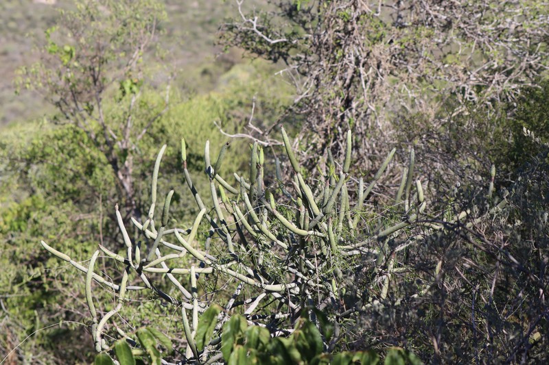 Euphorbia alluaudii subsp. oncoclada photo 4