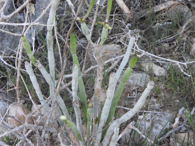 Euphorbia alluaudii subsp. oncoclada photo 5