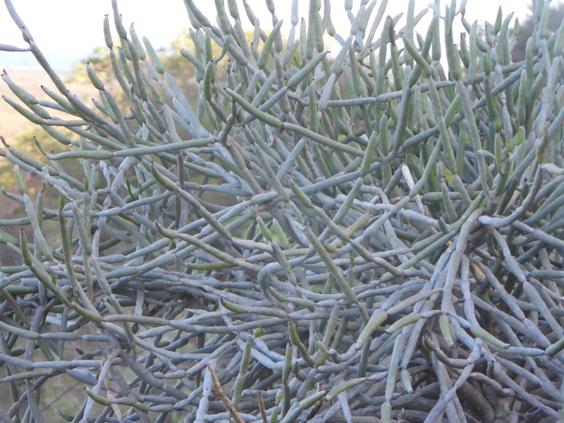 Euphorbia alluaudii subsp. oncoclada photo 6